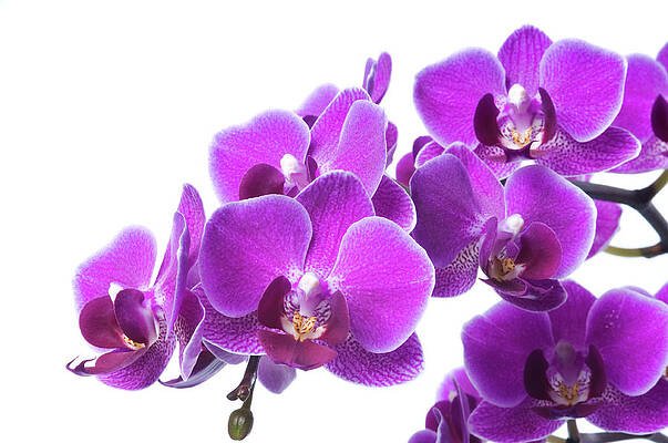 AI sample beautiful-purple-orchid-on-white-digihelion
